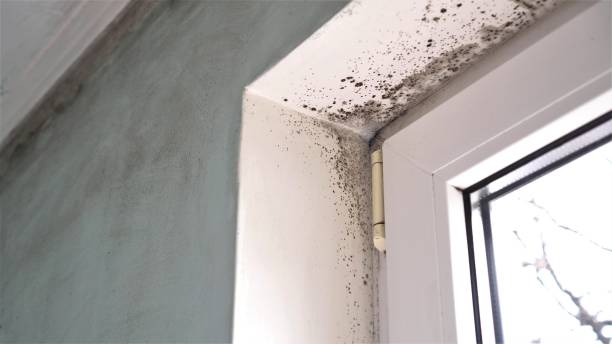 Asbestos and Lead Testing During Mold Inspection in Cedar Crest, MA