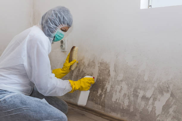 Best Asbestos and Lead Testing During Mold Inspection  in Cedar Crest, MA