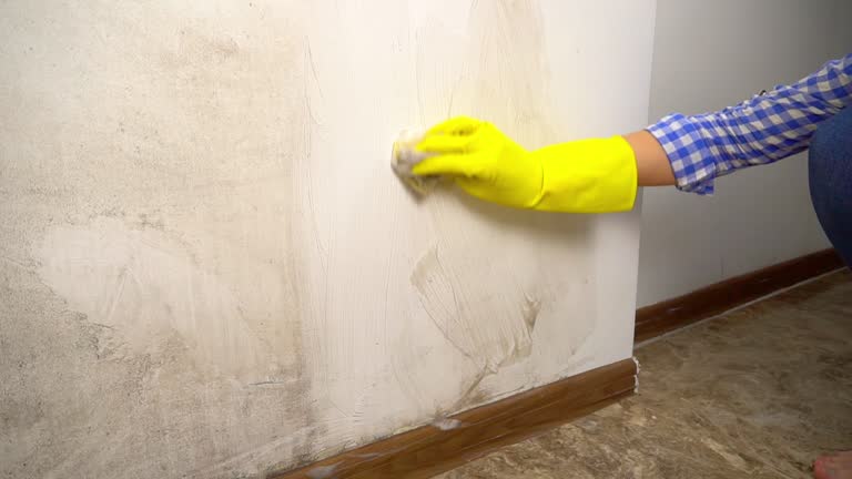 Best Black Mold Removal  in Cedar Crest, MA