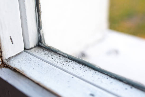 Best Basement Mold Removal  in Cedar Crest, MA