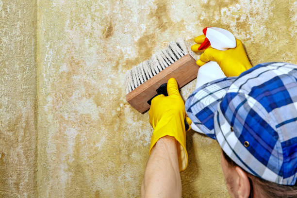 Best Mold Prevention Services  in Cedar Crest, MA