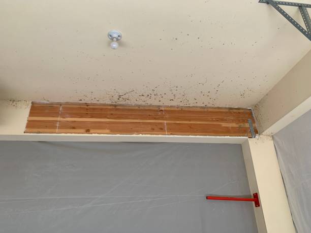 Best Mold Documentation for Insurance Claims  in Cedar Crest, MA