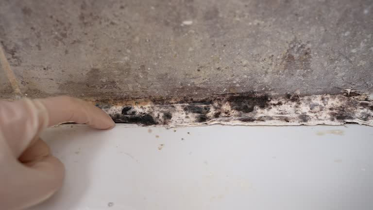 Best Real Estate Mold Inspection  in Cedar Crest, MA